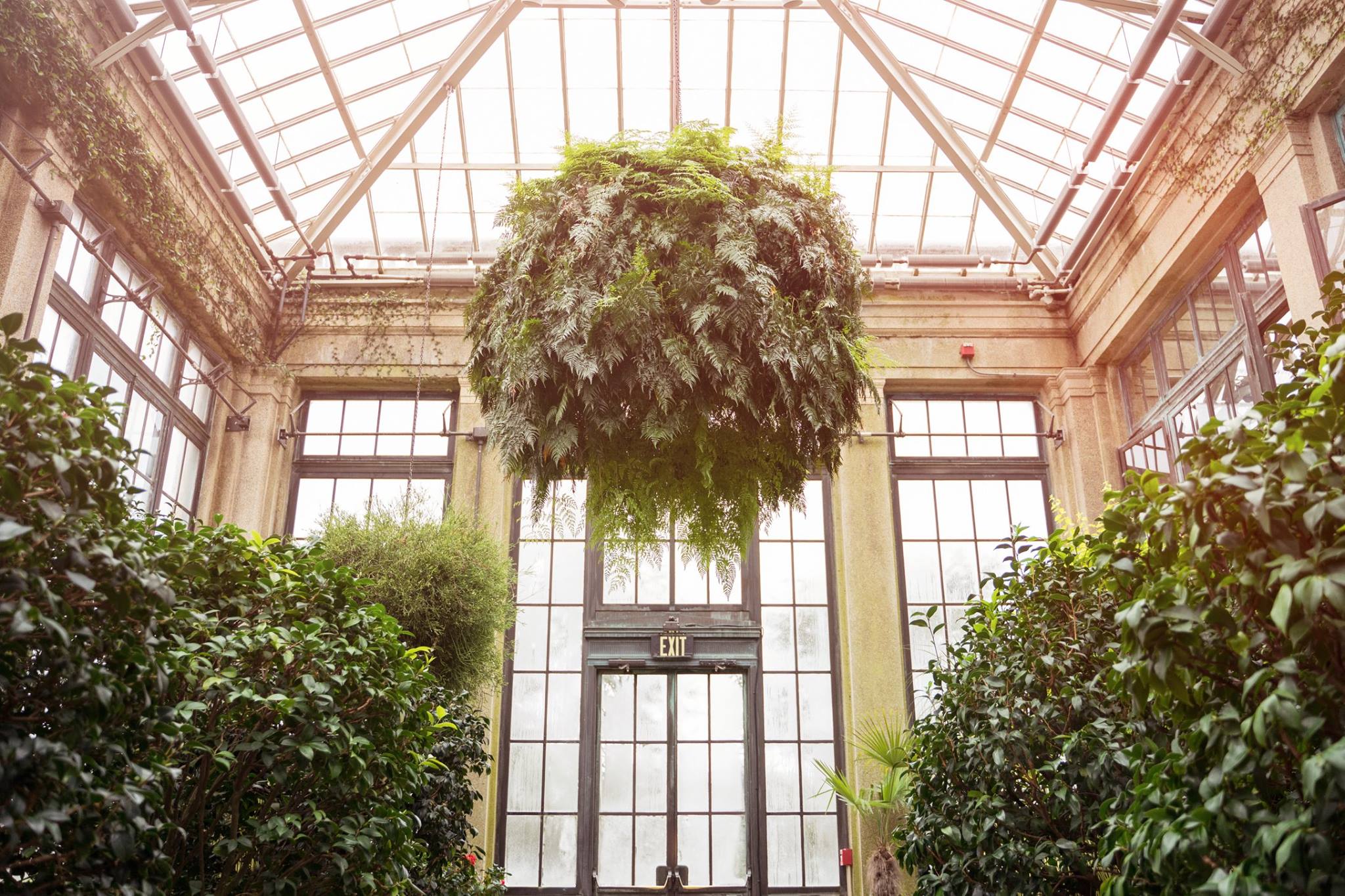 fern hanging in green house