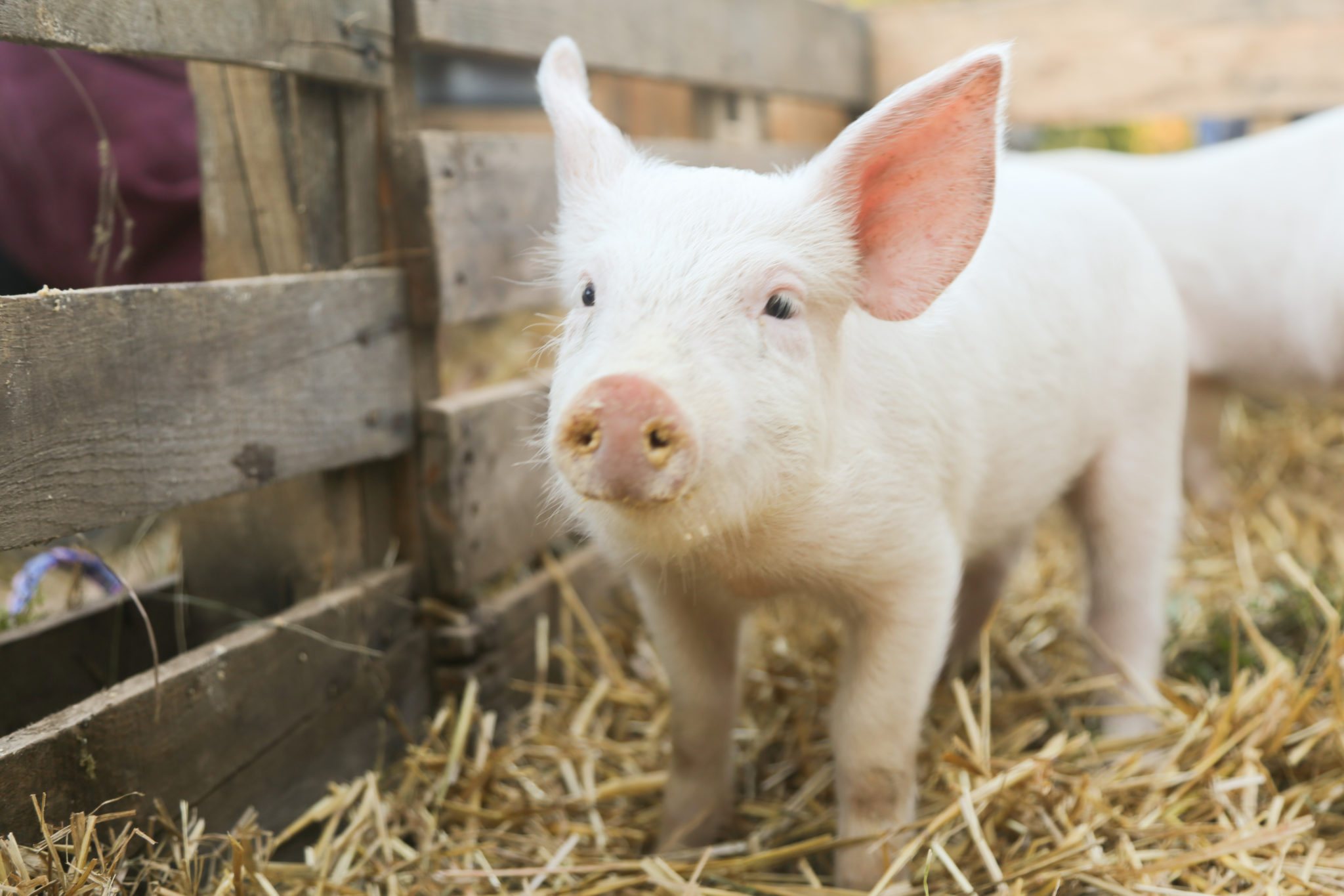 small piglet that was at the petting zoo for homecoming