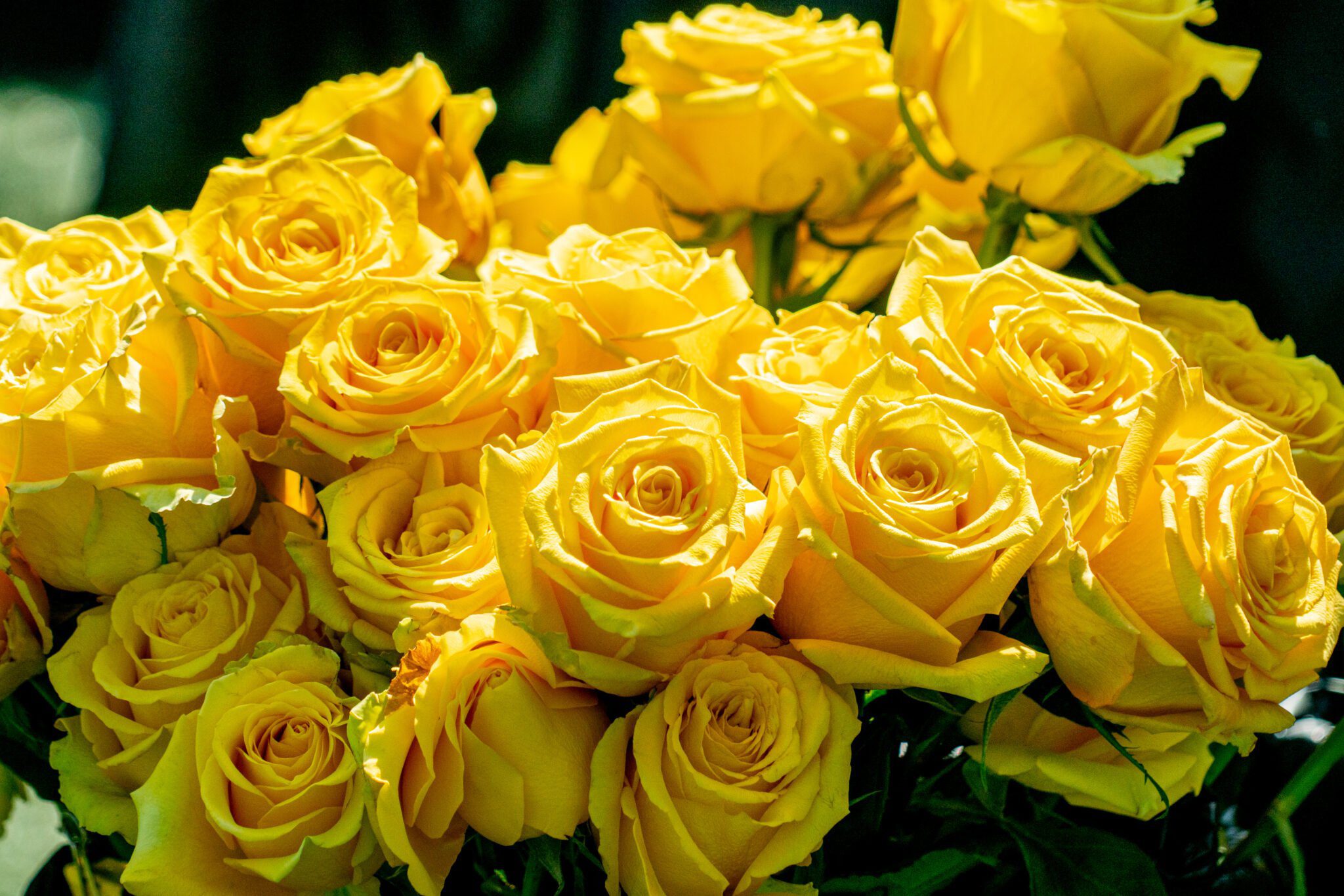yellow roses for graduates