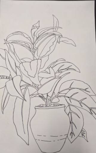 sketch of potted plant