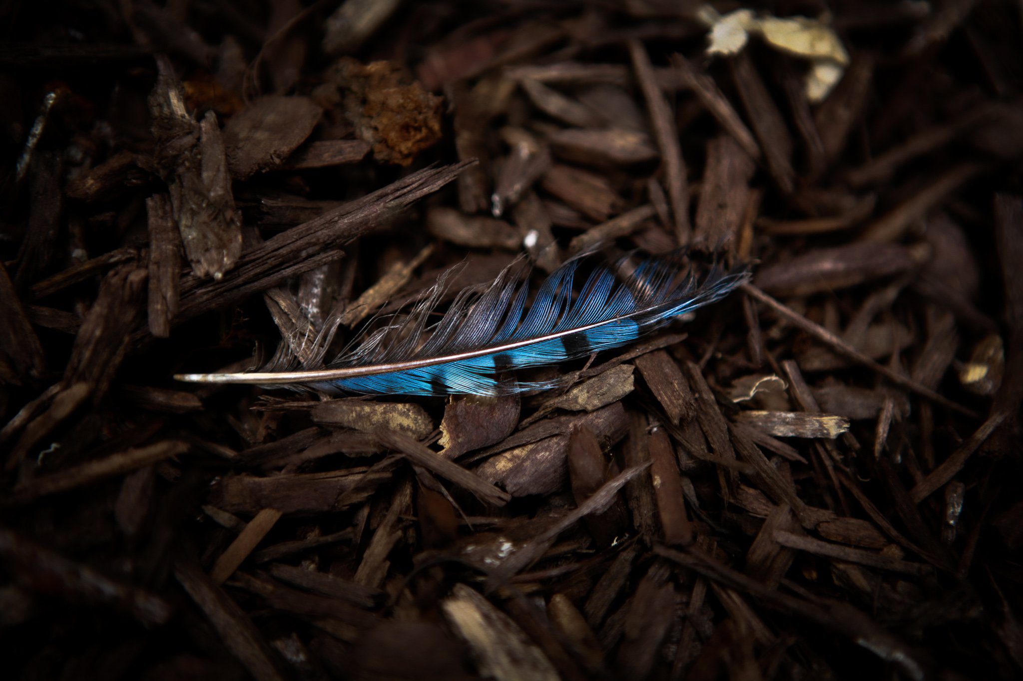 blue feather