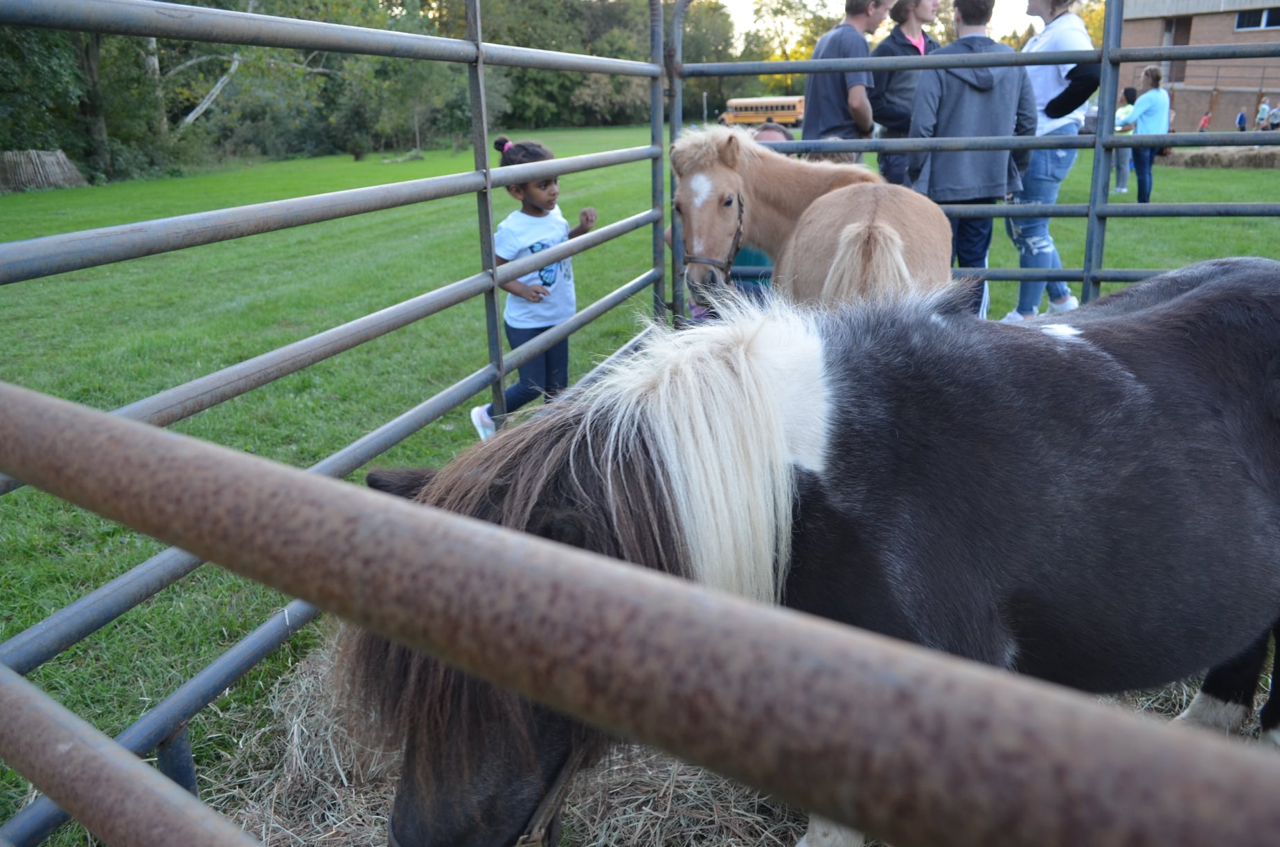 petting zoo