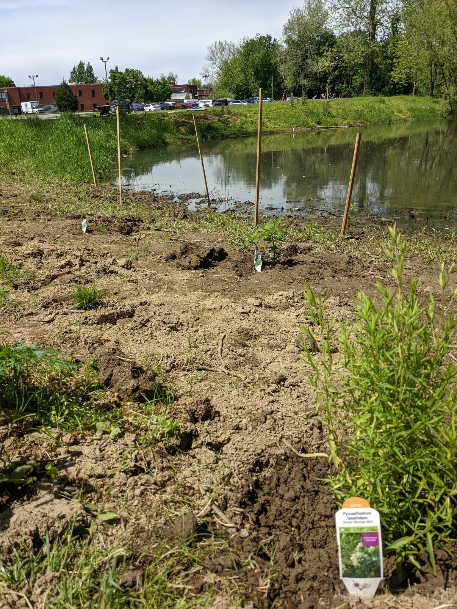 planting trees around pond