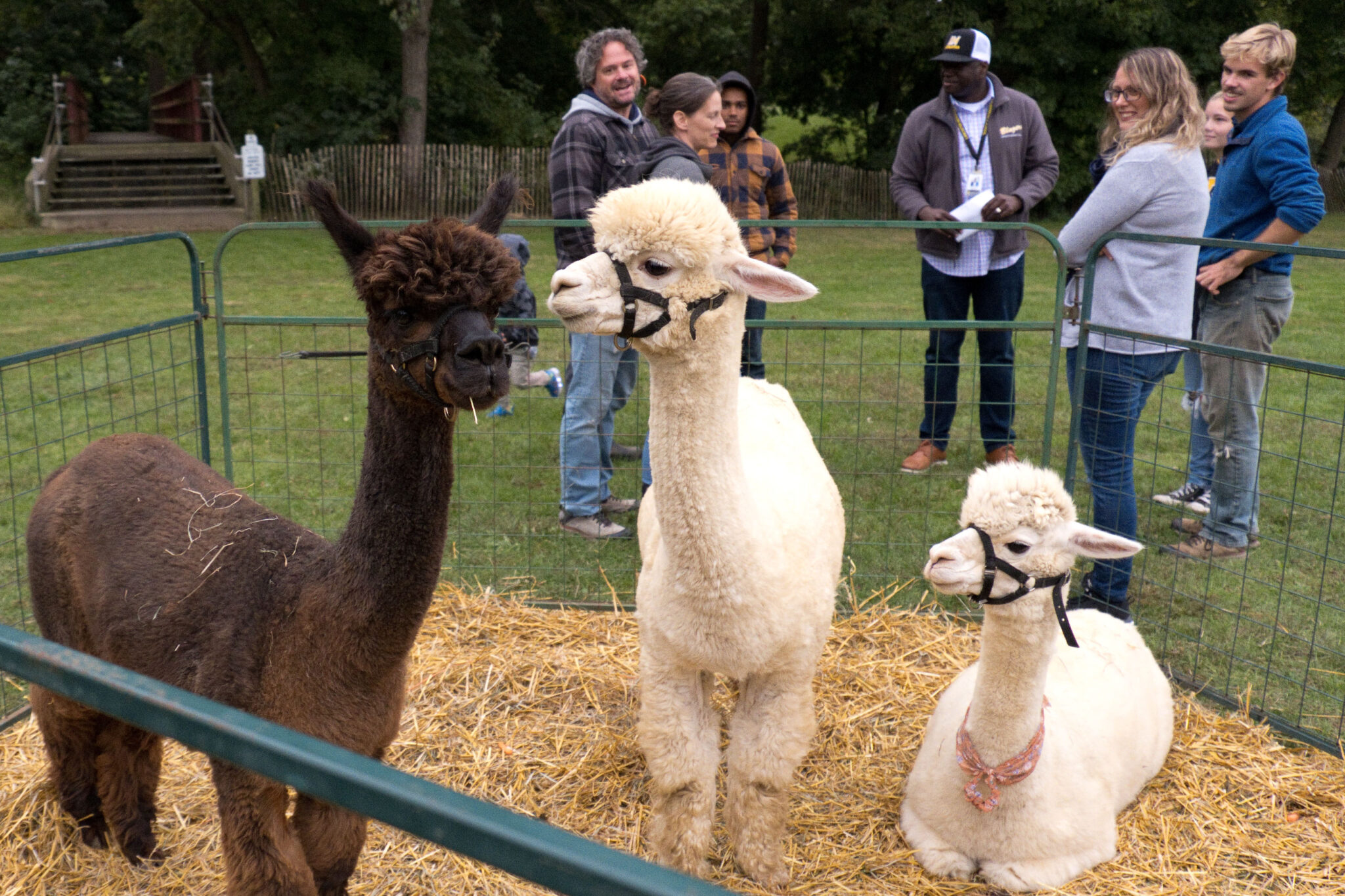 Alpacas at the petting zoo