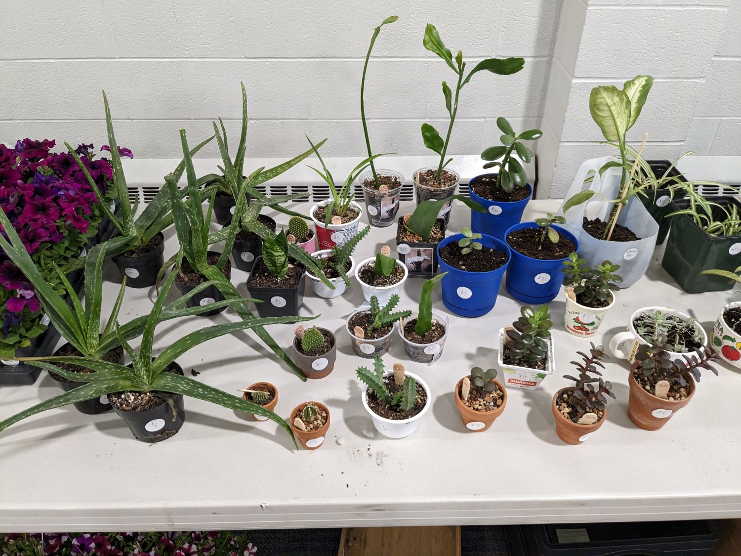 Plants from the plant sale