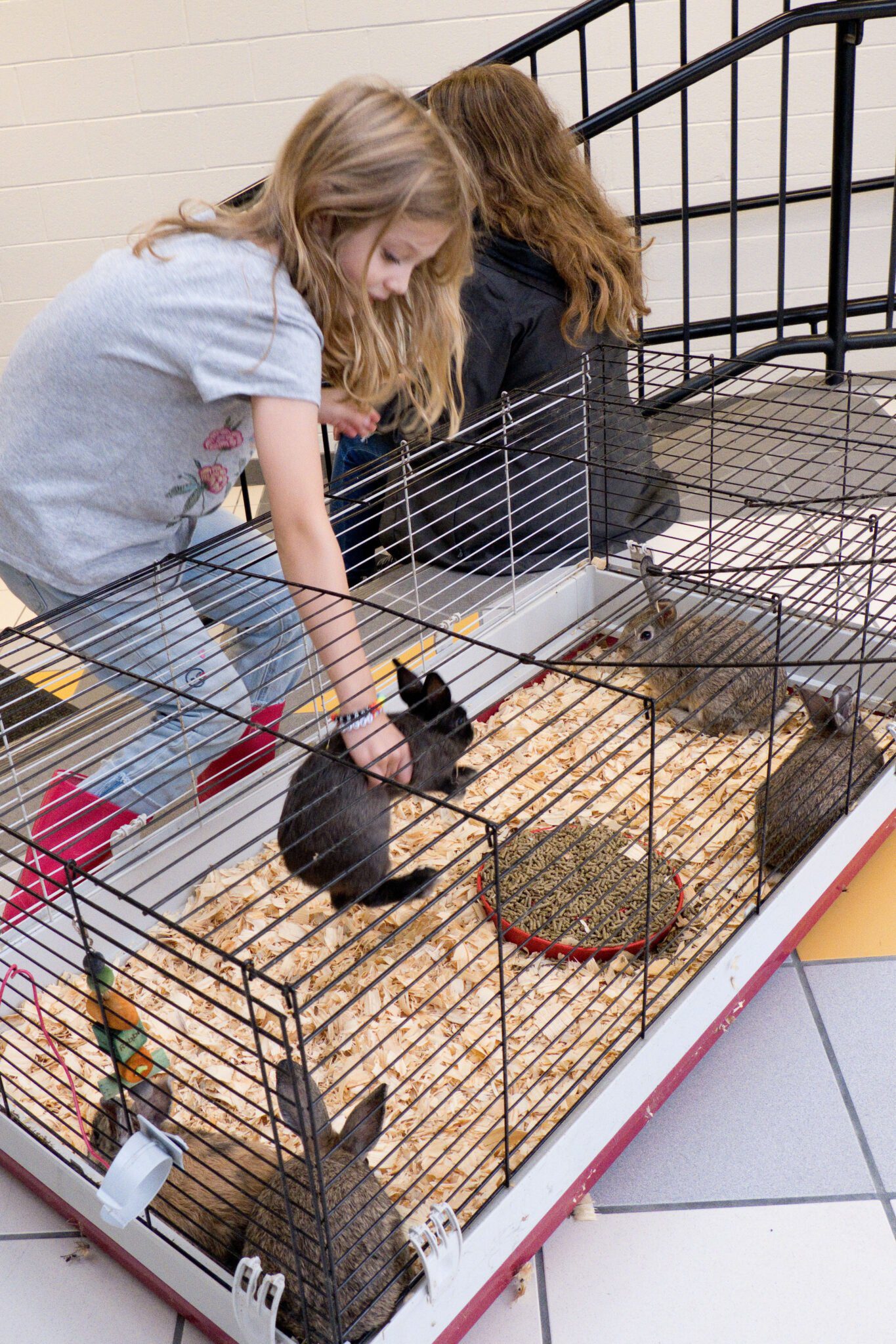 students playing with bunnies